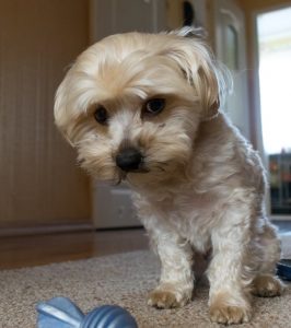Give a dog a bad name? Separated parents aren't second class parents