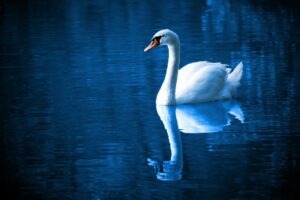 Narcissist - a term coming from a Greek legend!