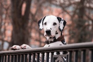 Was Cruella ever a solicitor?