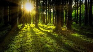Don't lose the trees in the wood!